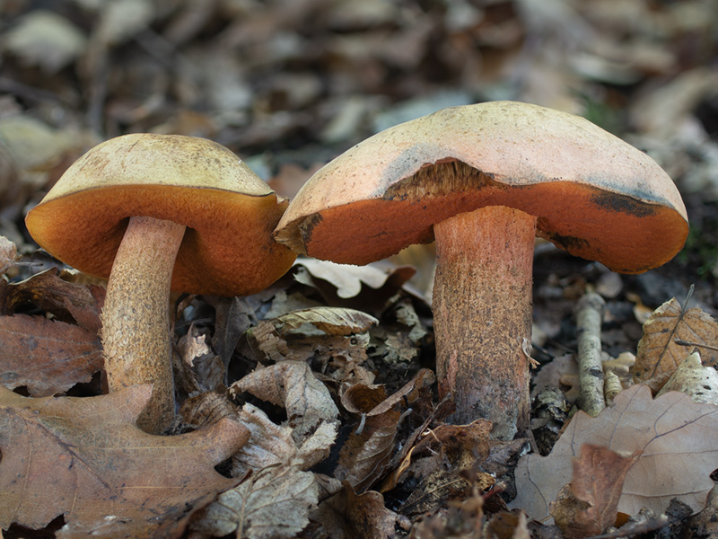 Suillellus mendax Boletus mendax Suillellus mendax